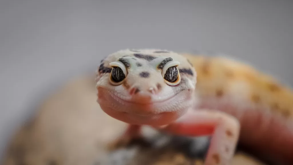 Surpresas exóticas: Os cuidados essenciais ao adotar um animal fora do comum como pet