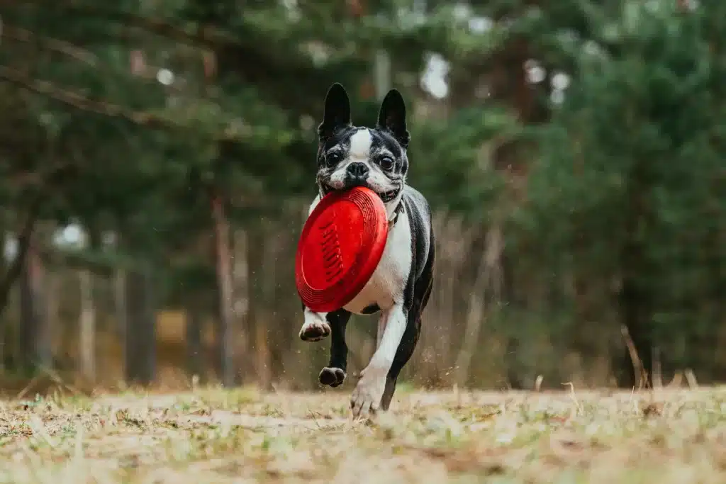 Como ensinar truques básicos ao seu cão