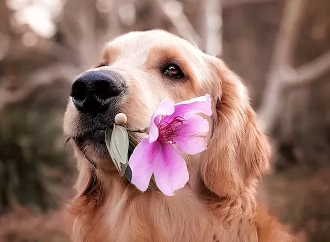 A Jornada Após a Perda de um Animal de Estimação, Além da Dor!