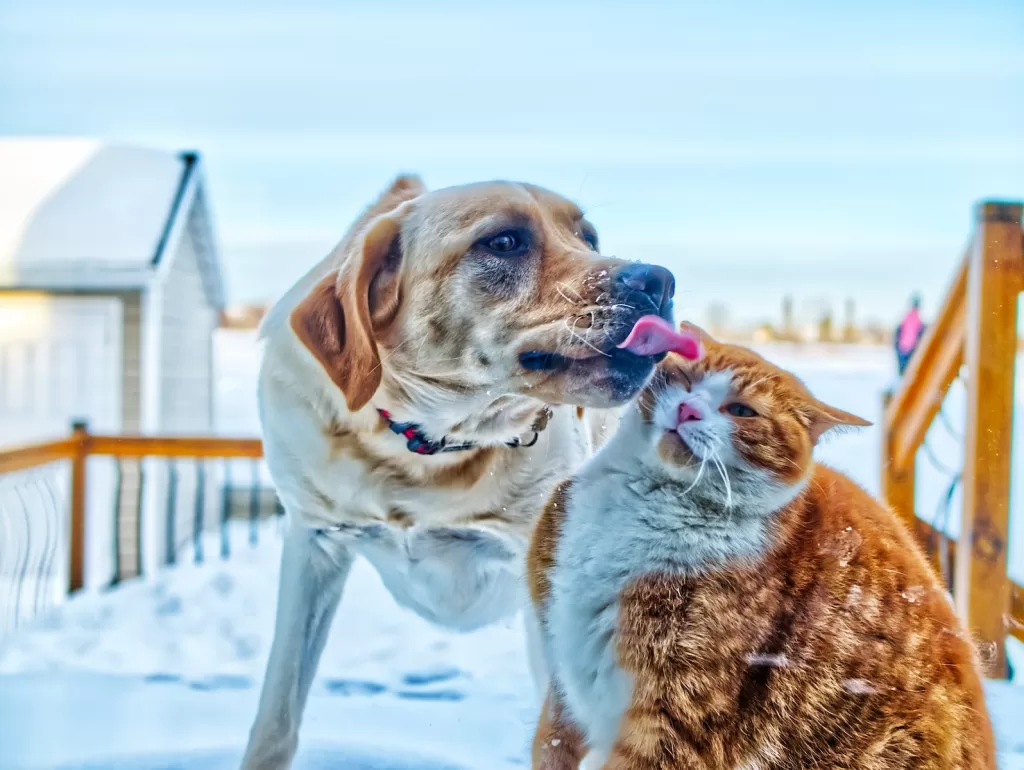 A importância da socialização para cães e gatos