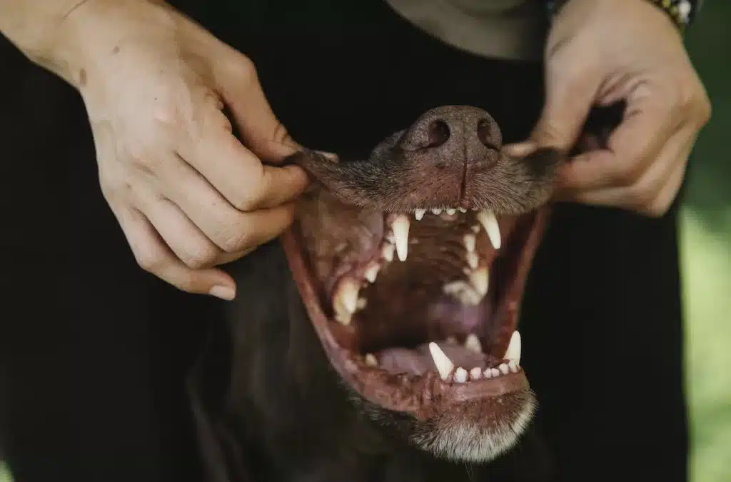 Cuidados com a saúde bucal do seu animal de estimação