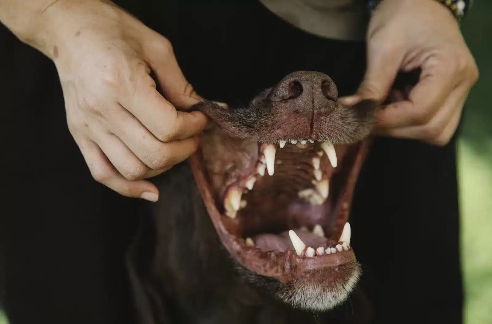 Cuidados com a saúde bucal do seu animal de estimação