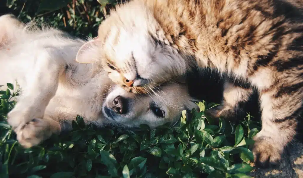 Dicas para prevenir pulgas e carrapatos em cães e gatos