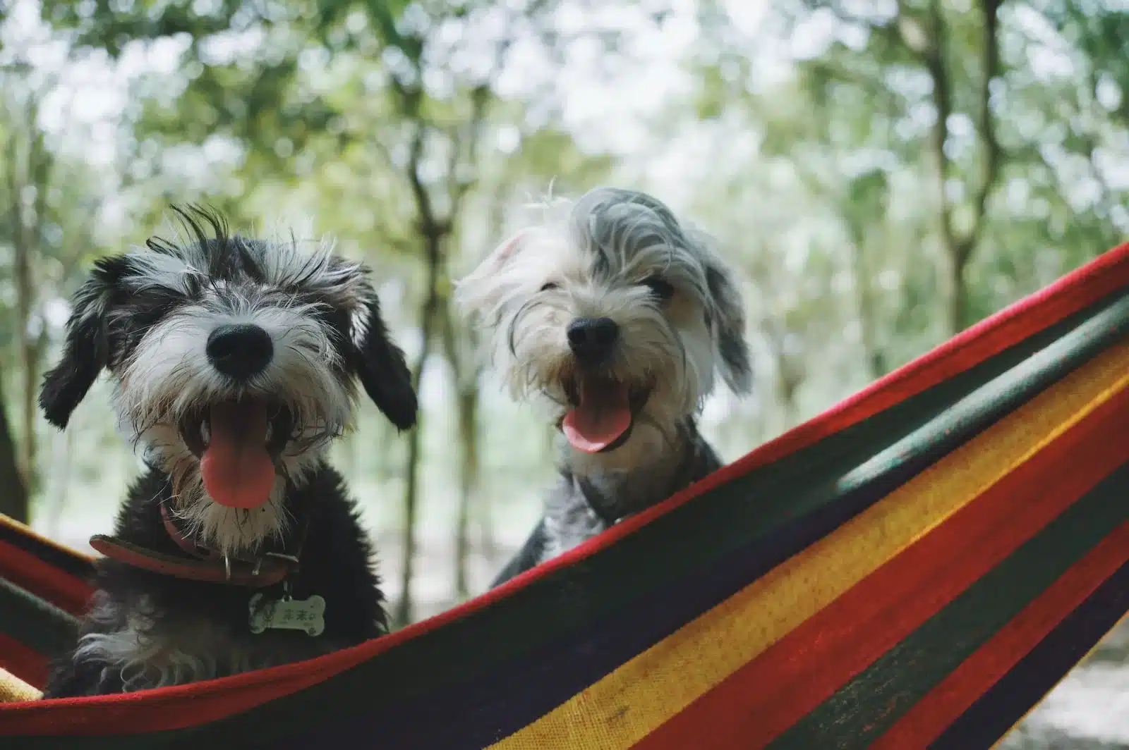Dicas para criar um jardim pet-friendly