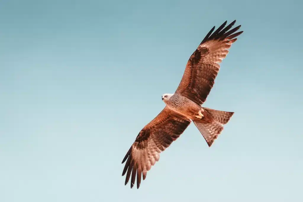 Voo da Felicidade: Enriquecimento Ambiental dos Pássaros