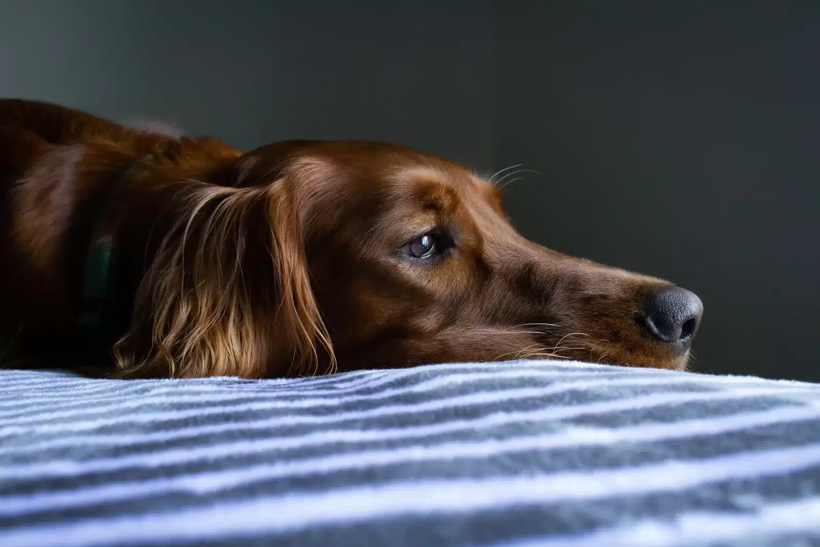 Os benefícios da fisioterapia para cães idosos