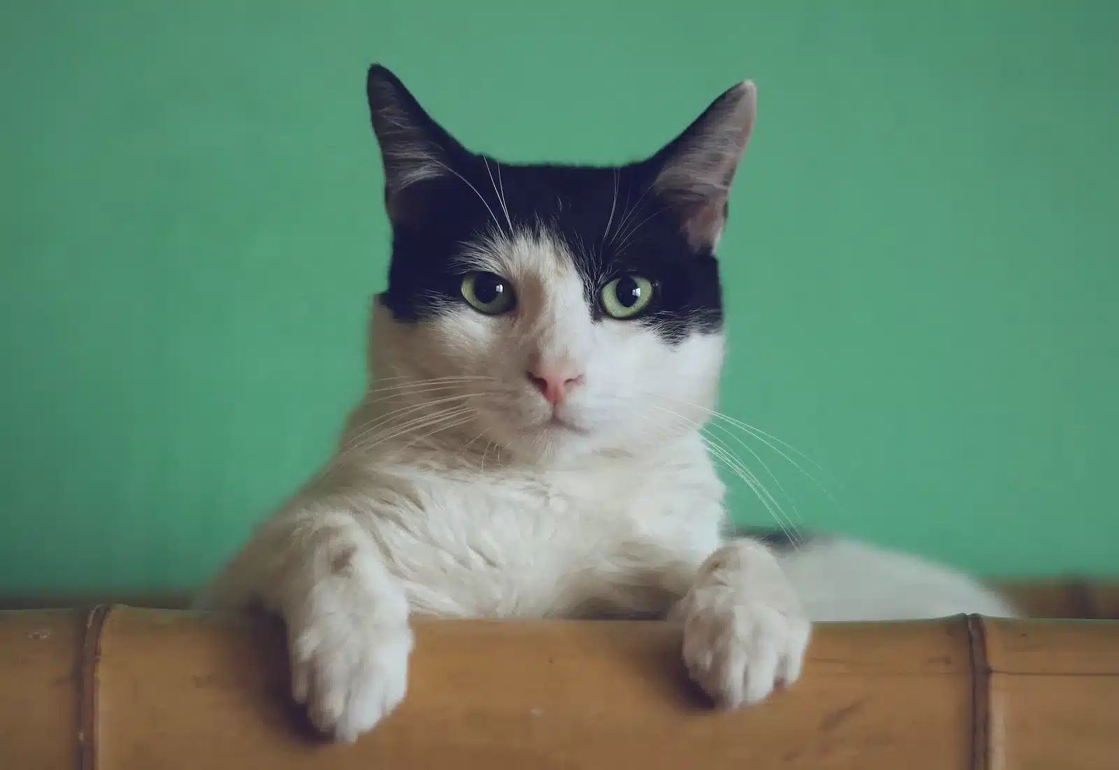Dicas para ensinar seu gato a usar a caixa de areia