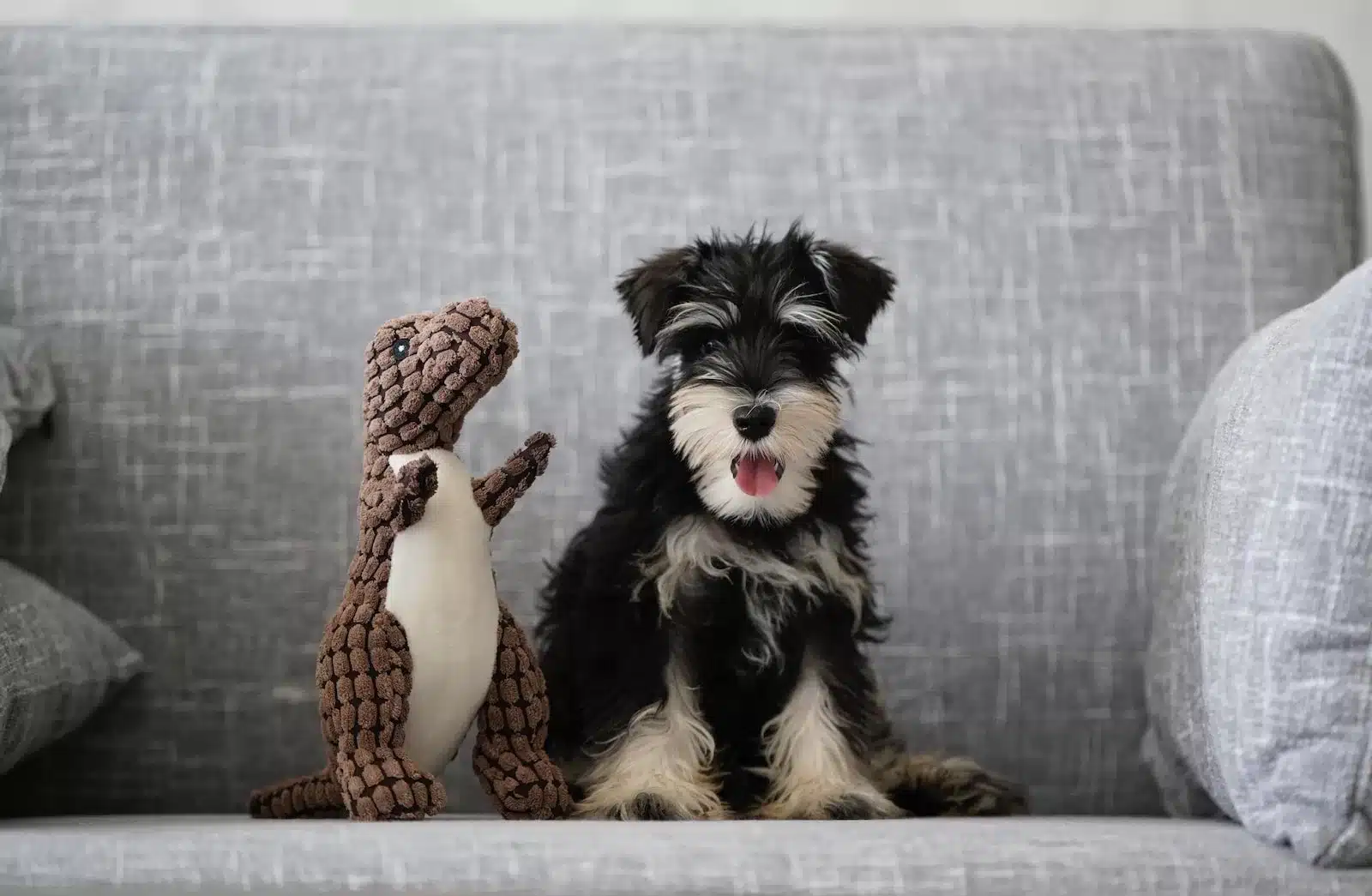 Como escolher o brinquedo adequado para o seu cachorro