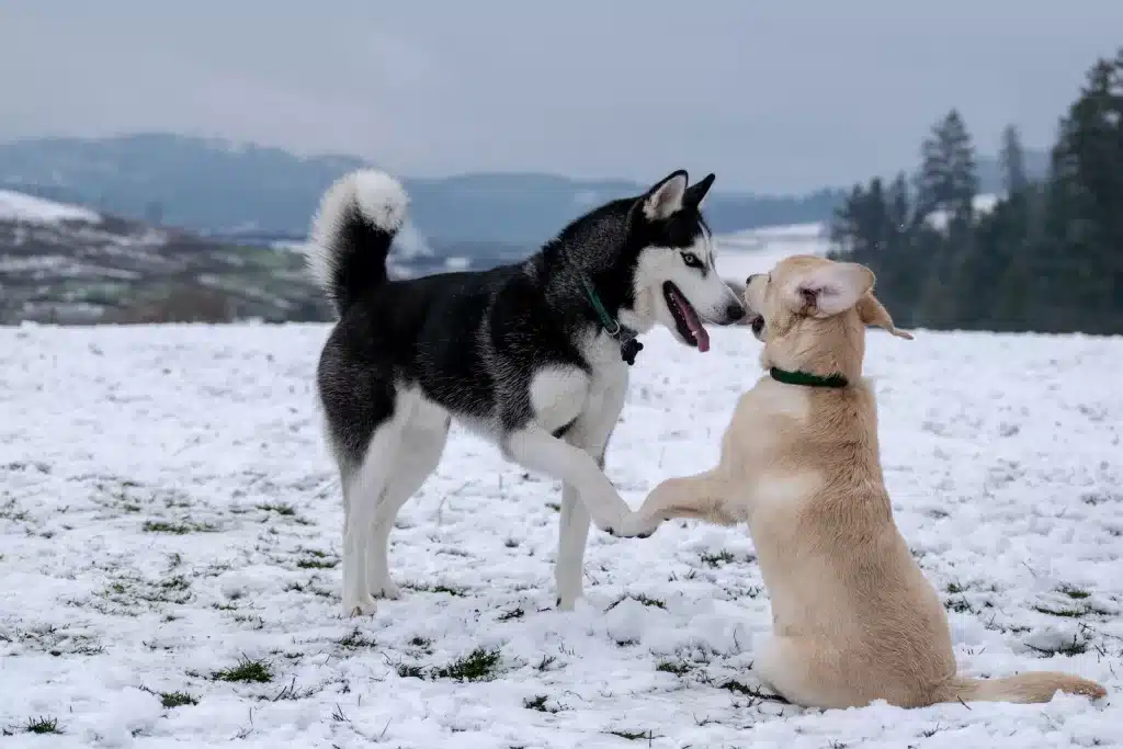 Dicas para integrar novo cão na matilha