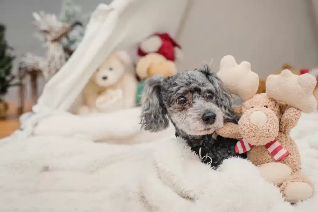 Cinco raças de cães ideais para apartamentos