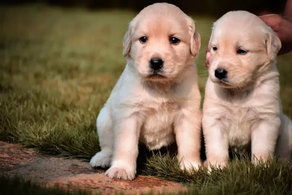 Cuidados com filhotes de cachorro