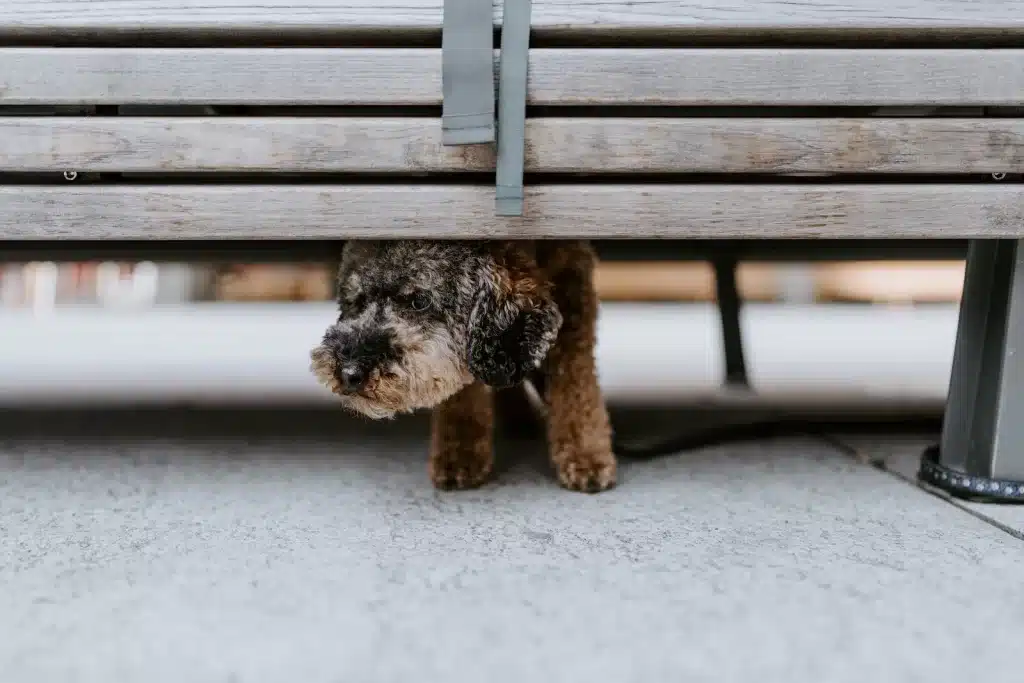 Dicas para tratar ansiedade de separação em cães