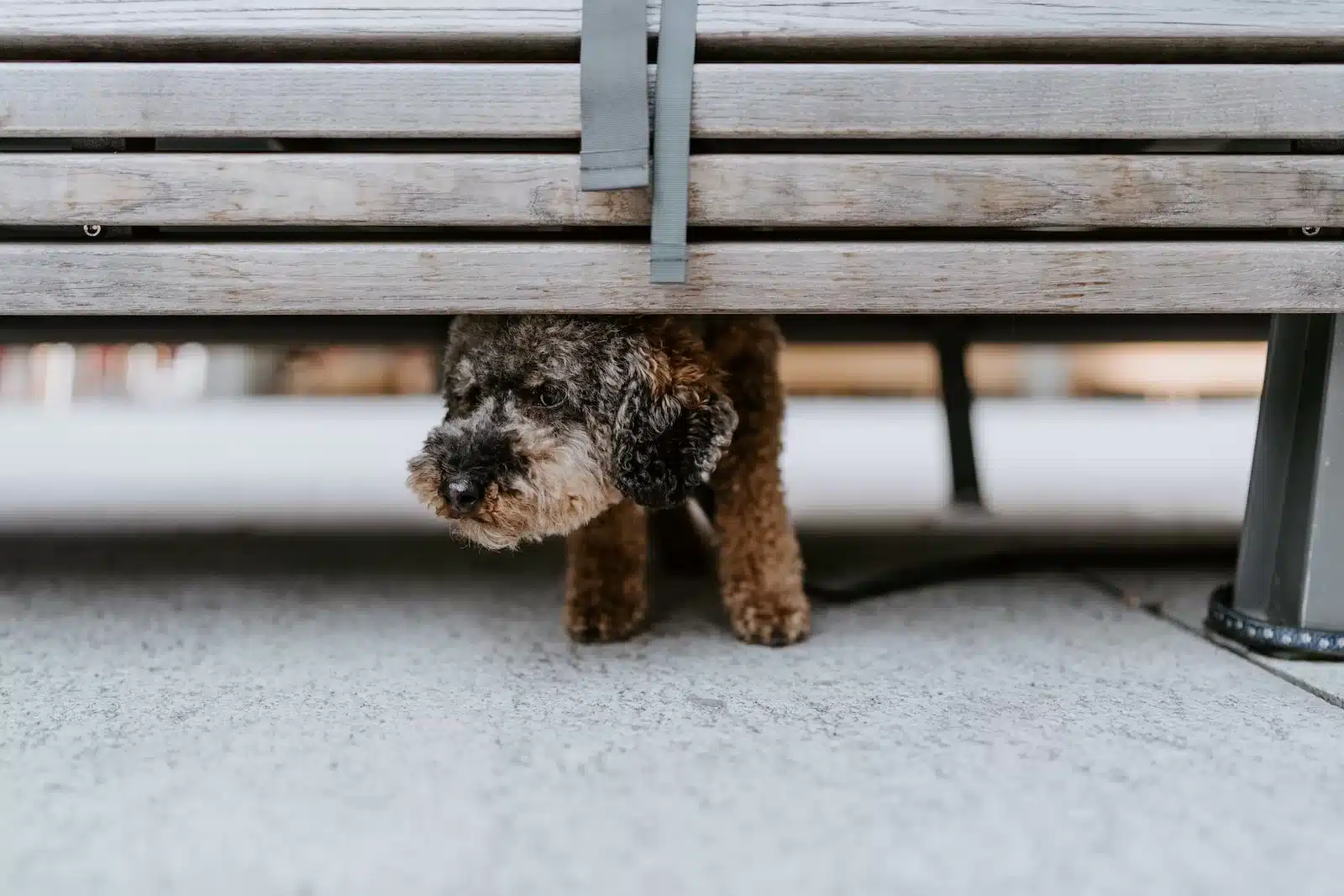 Dicas para tratar ansiedade de separação em cães