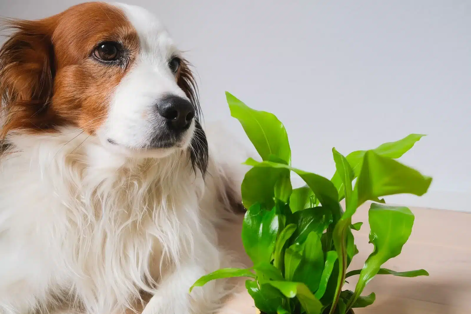 Os perigos das plantas tóxicas para animais de estimação