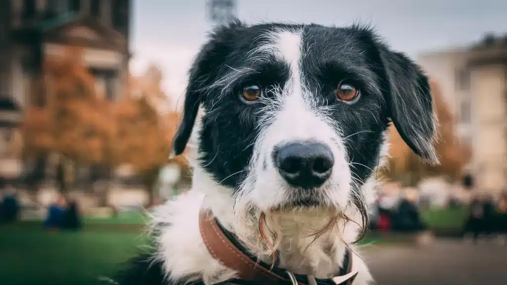 Os benefícios de adotar um animal de estimação