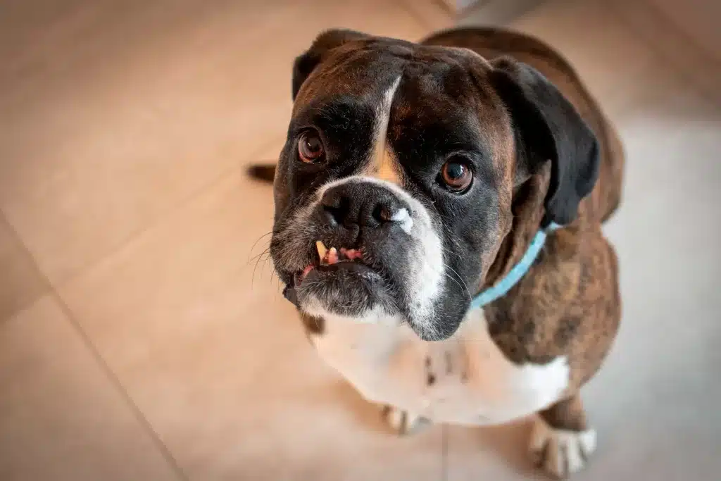 Cuidados orais essenciais para pets