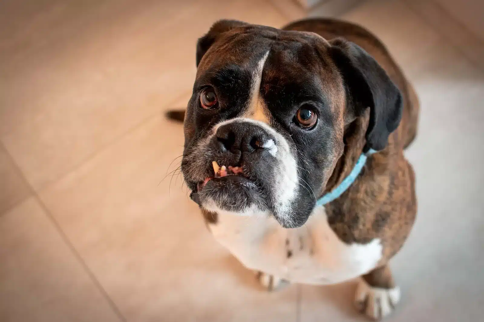 Cuidados orais essenciais para pets