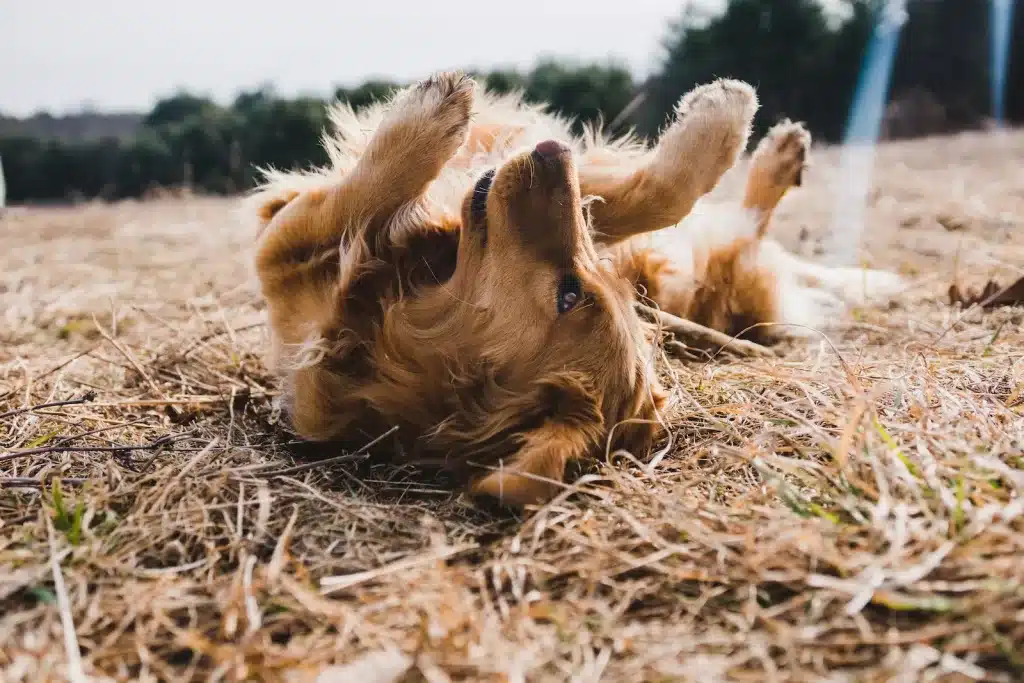 Como identificar e tratar alergias em cães e gatos