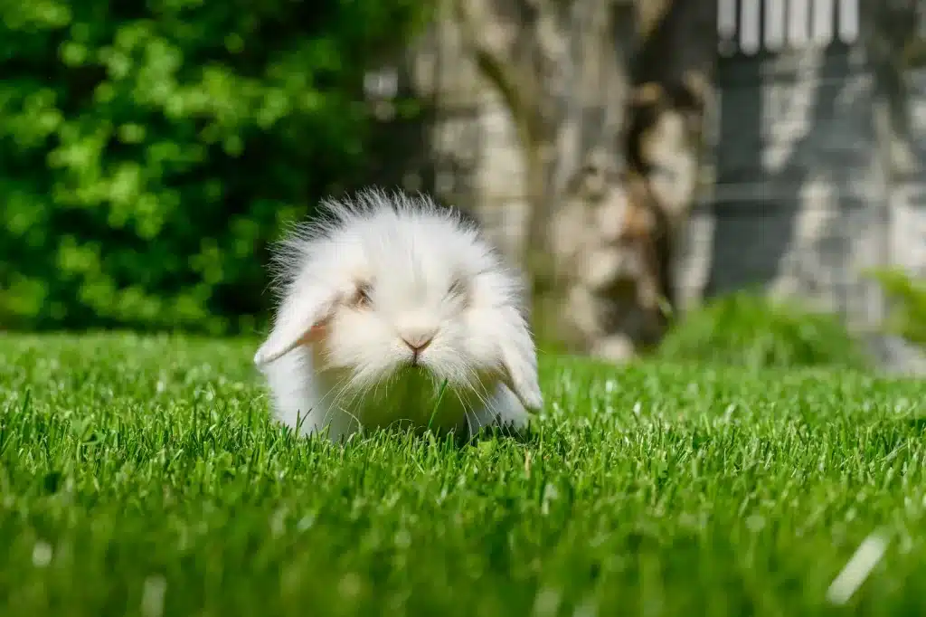 O Segredo do Lar Perfeito para Coelhos