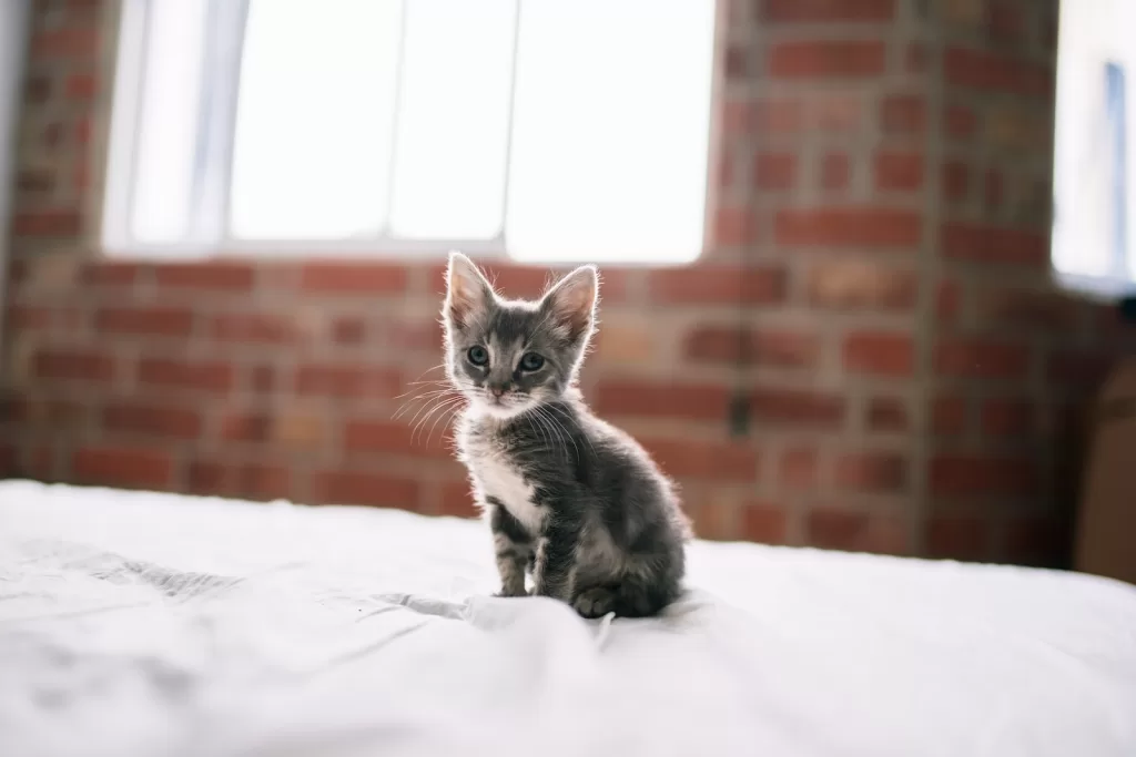 Como preparar sua casa para receber um novo gato